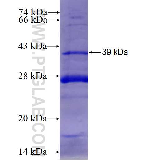 PTGES fusion protein Ag0847 SDS-PAGE