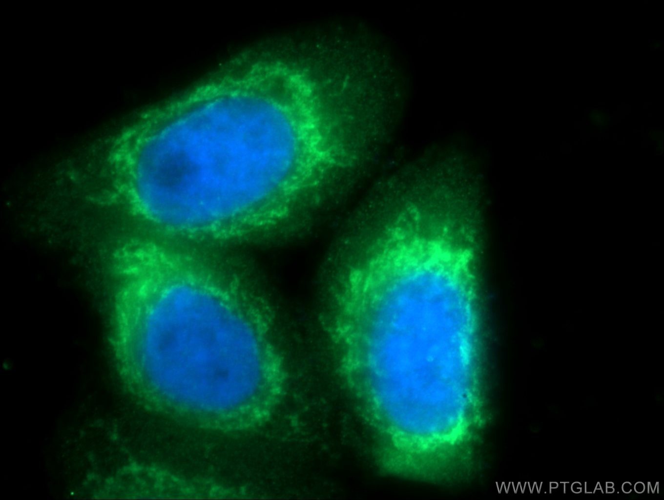 Immunofluorescence (IF) / fluorescent staining of HepG2 cells using PTGES2 Polyclonal antibody (10881-1-AP)