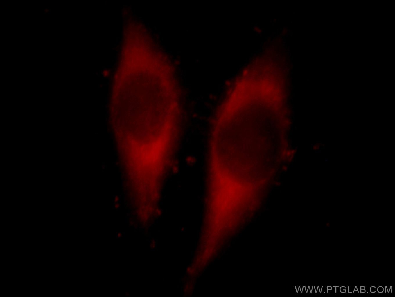 Immunofluorescence (IF) / fluorescent staining of HeLa cells using PTGES2 Polyclonal antibody (10881-1-AP)