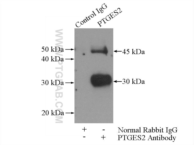 Immunoprecipitation (IP) experiment of mouse heart tissue using PTGES2 Polyclonal antibody (10881-1-AP)
