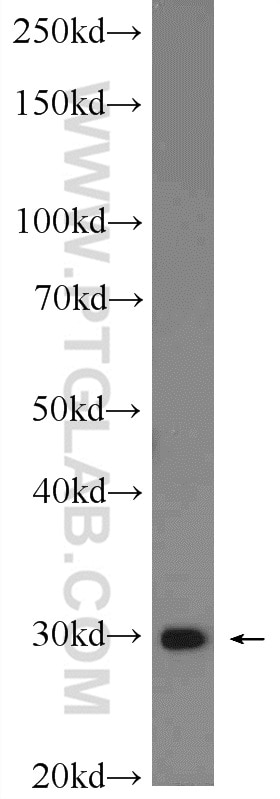 Western Blot (WB) analysis of HepG2 cells using PTGES2 Polyclonal antibody (10881-1-AP)