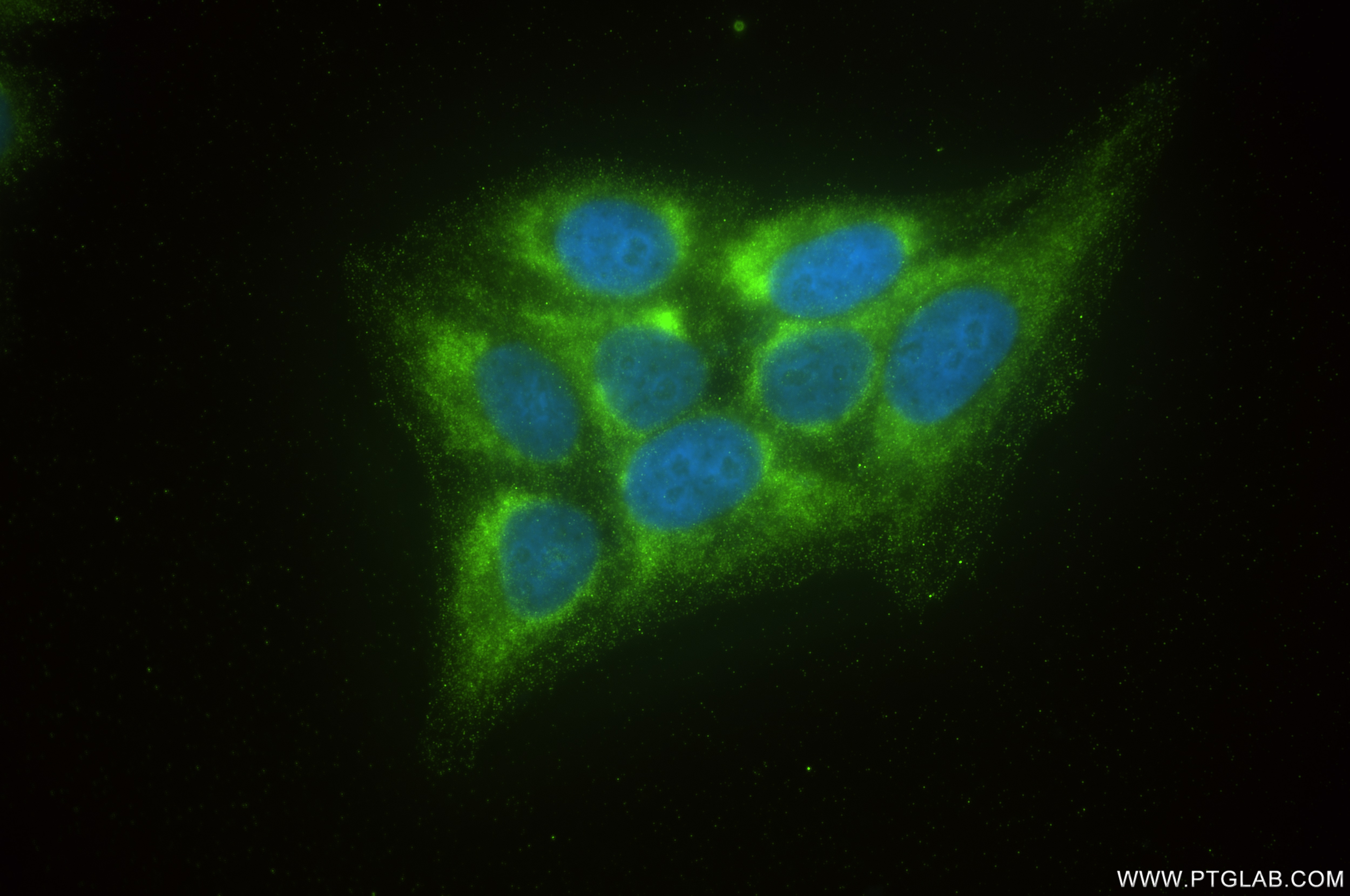 Immunofluorescence (IF) / fluorescent staining of HepG2 cells using PTGES2 Recombinant antibody (85419-4-RR)