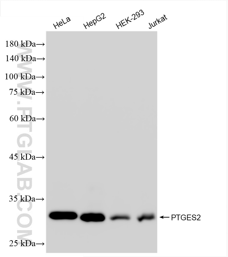Western Blot (WB) analysis of various lysates using PTGES2 Recombinant antibody (85419-4-RR)