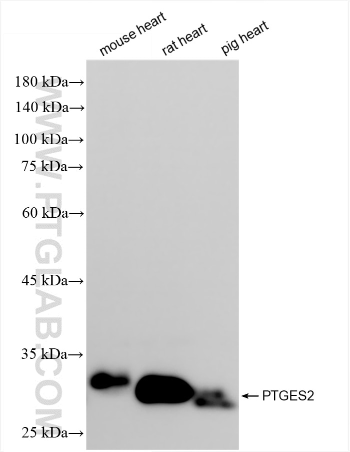 Western Blot (WB) analysis of various lysates using PTGES2 Recombinant antibody (85419-4-RR)