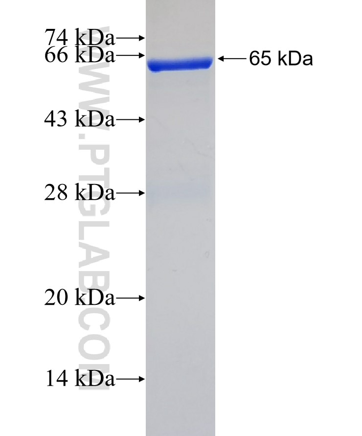 PTGES2 fusion protein Ag1329 SDS-PAGE