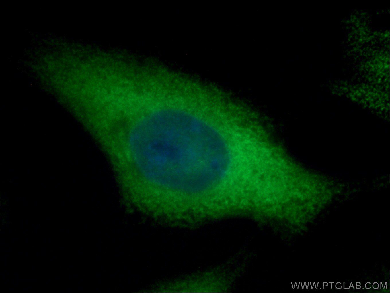 Immunofluorescence (IF) / fluorescent staining of A549 cells using PTGES3 Polyclonal antibody (15216-1-AP)