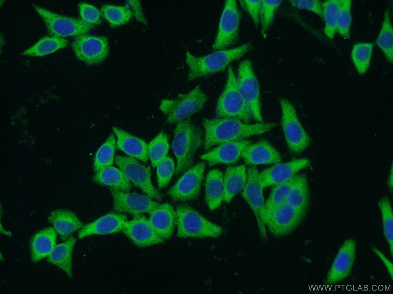 Immunofluorescence (IF) / fluorescent staining of HeLa cells using PTGES3 Polyclonal antibody (15216-1-AP)