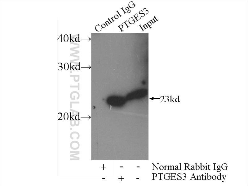 Immunoprecipitation (IP) experiment of mouse heart tissue using PTGES3 Polyclonal antibody (15216-1-AP)