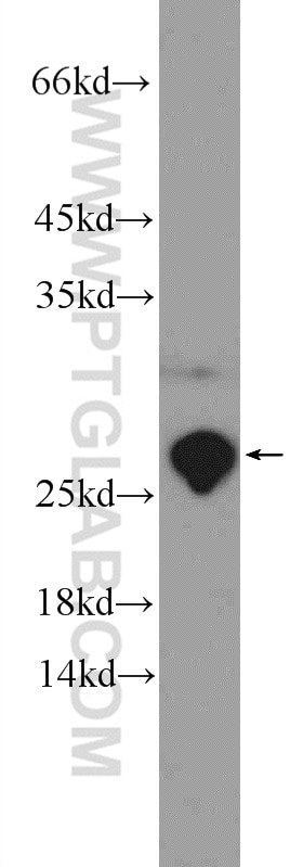 Western Blot (WB) analysis of rat heart tissue using PTGES3 Polyclonal antibody (15216-1-AP)