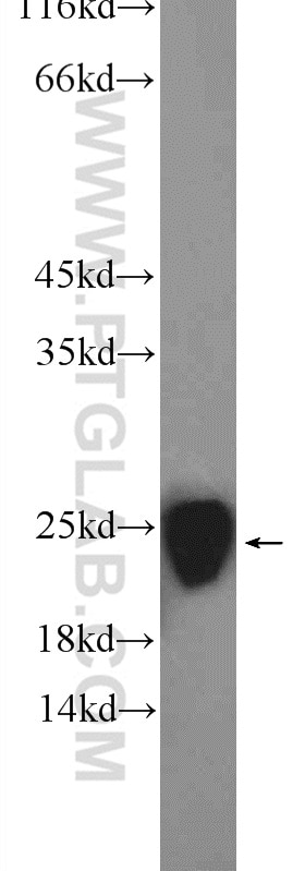 Western Blot (WB) analysis of rat brain tissue using PTGES3 Polyclonal antibody (15216-1-AP)