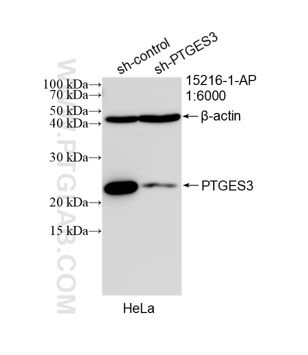 Western Blot (WB) analysis of HeLa cells using PTGES3 Polyclonal antibody (15216-1-AP)