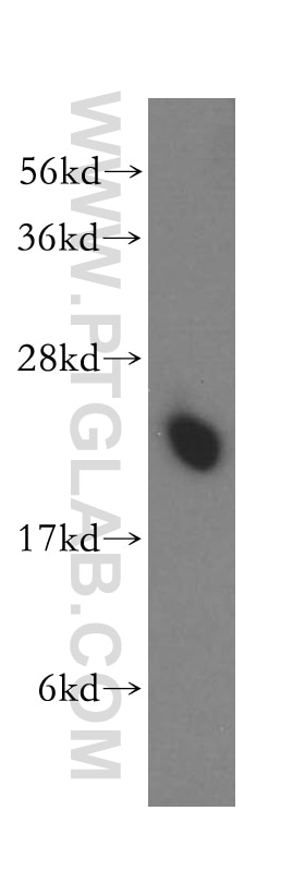 Western Blot (WB) analysis of mouse brain tissue using PTGES3 Polyclonal antibody (15216-1-AP)