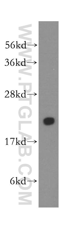 Western Blot (WB) analysis of mouse heart tissue using PTGES3 Polyclonal antibody (15216-1-AP)