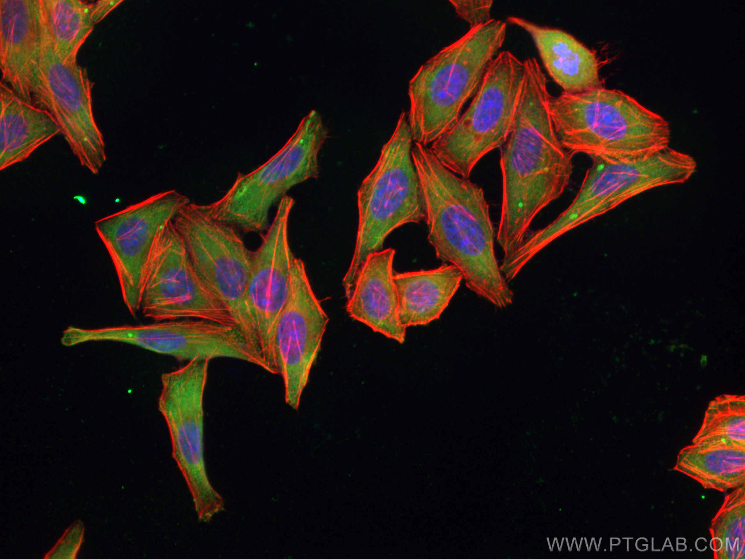 Immunofluorescence (IF) / fluorescent staining of HepG2 cells using PTGES3 Monoclonal antibody (67736-1-Ig)