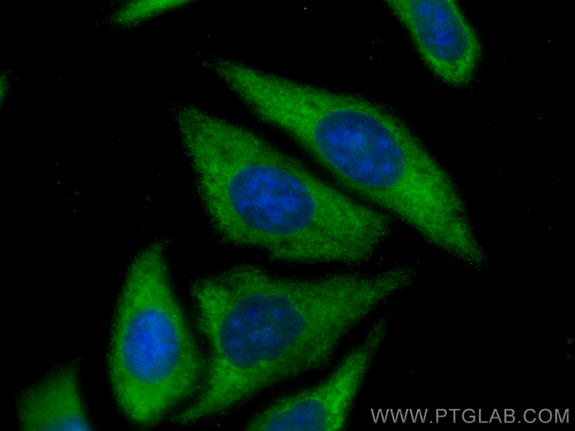 Immunofluorescence (IF) / fluorescent staining of HepG2 cells using PTGES3 Monoclonal antibody (67736-1-Ig)