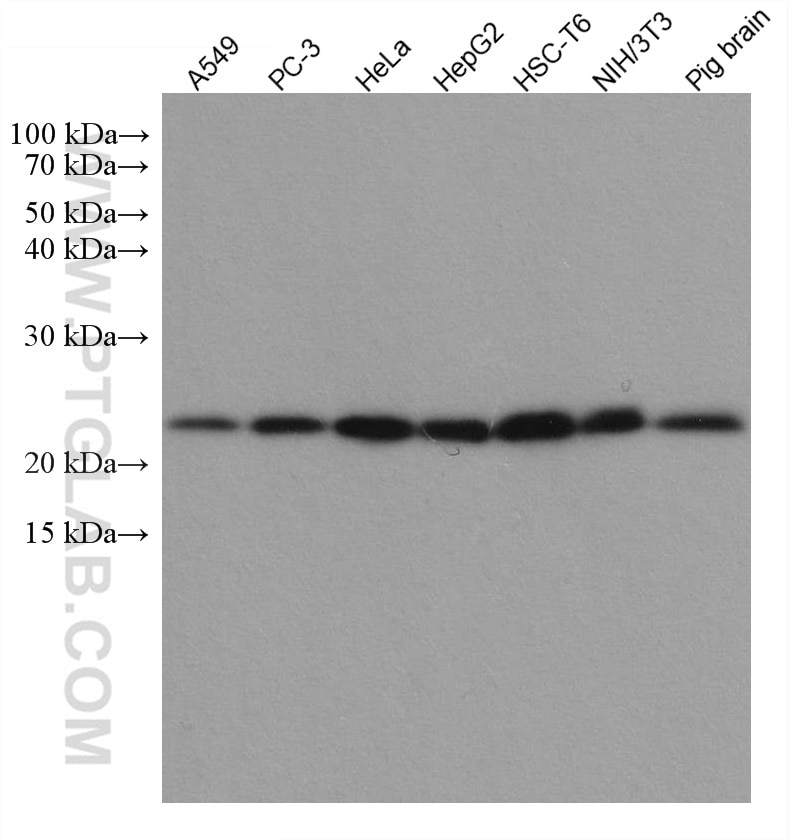 Western Blot (WB) analysis of various lysates using PTGES3 Monoclonal antibody (67736-1-Ig)