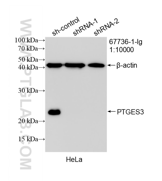 Western Blot (WB) analysis of HeLa cells using PTGES3 Monoclonal antibody (67736-1-Ig)