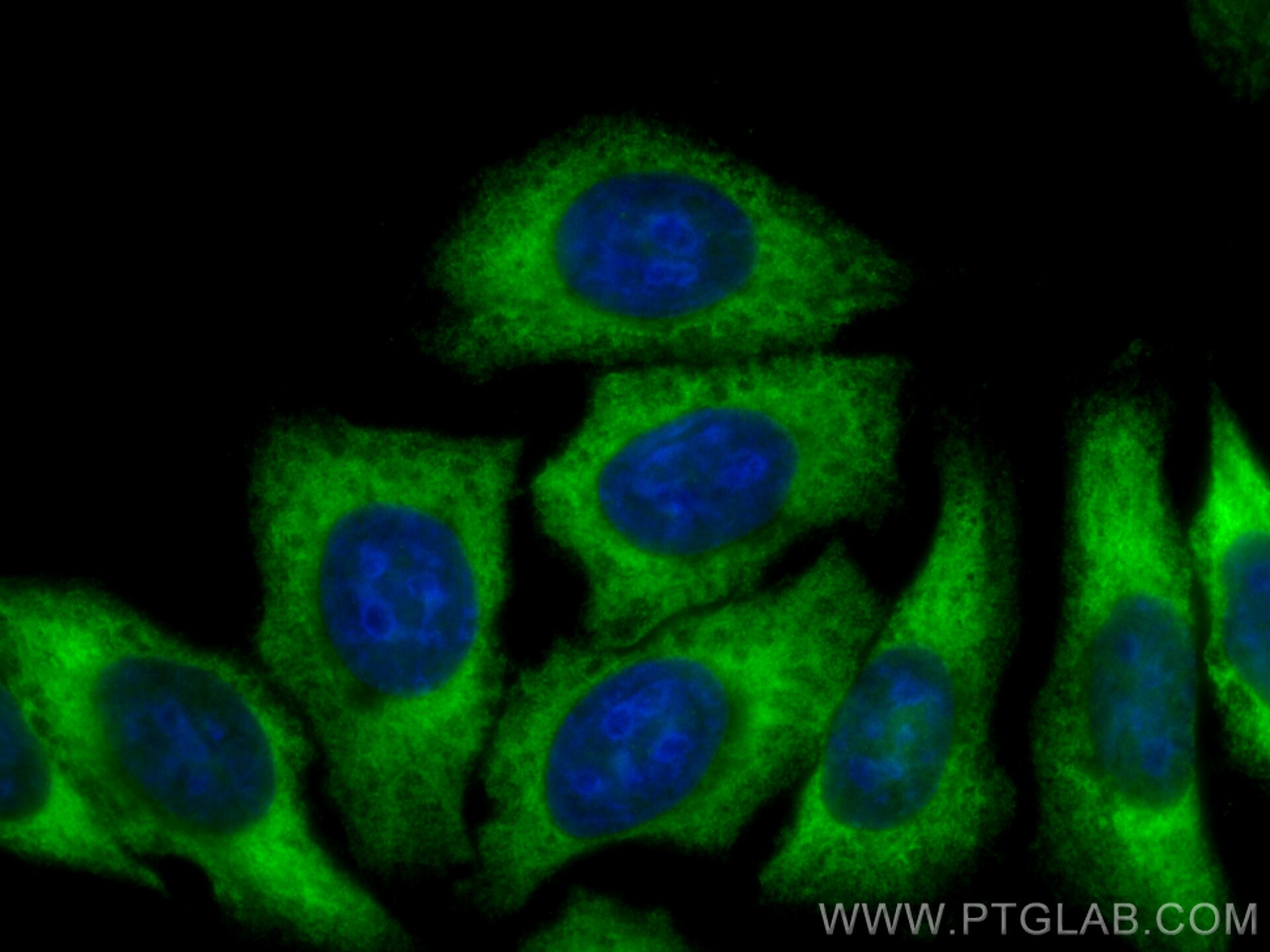 Immunofluorescence (IF) / fluorescent staining of HepG2 cells using CoraLite® Plus 488-conjugated PTGES3 Monoclonal an (CL488-67736)