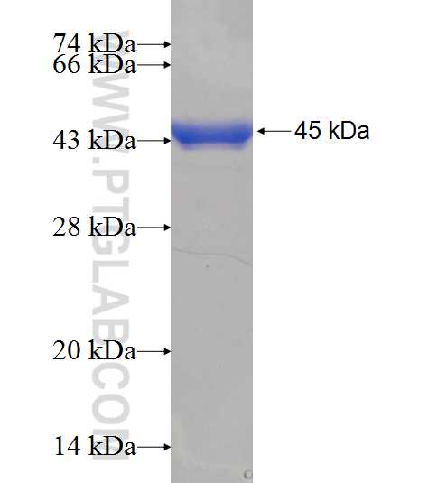 PTGES3 fusion protein Ag7384 SDS-PAGE