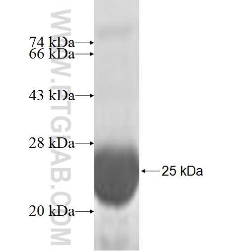 PTGES3 fusion protein Ag7870 SDS-PAGE