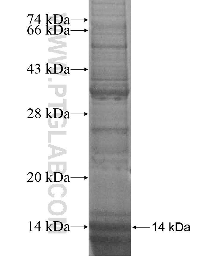 PTGFR fusion protein Ag17065 SDS-PAGE