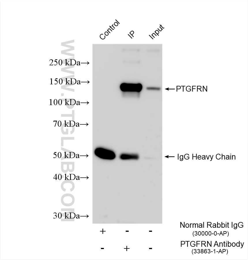 IP experiment of HeLa using 33863-1-AP Immunoprecipitation (IP) experiment of HeLa cells using CD315/PTGFRN Polyclonal antibody (33863-1-AP)