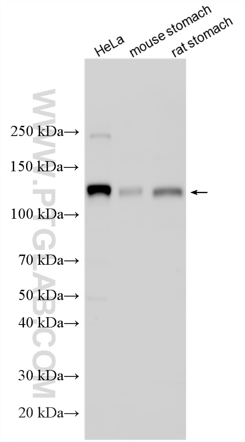 WB analysis using 33863-1-AP Western Blot (WB) analysis of various lysates using CD315/PTGFRN Polyclonal antibody (33863-1-AP)