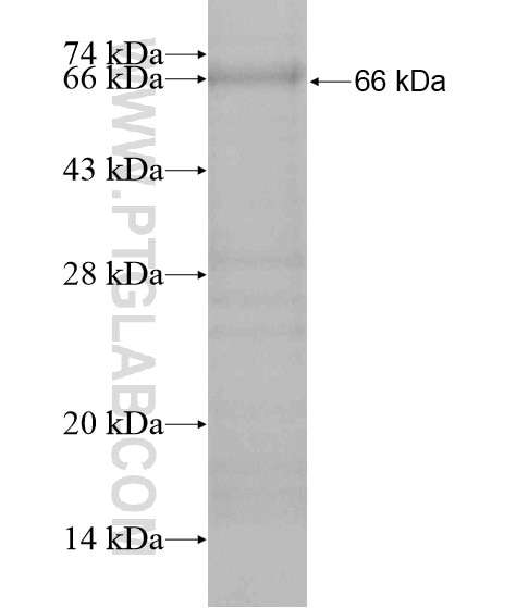PTGFRN fusion protein Ag20164 SDS-PAGE