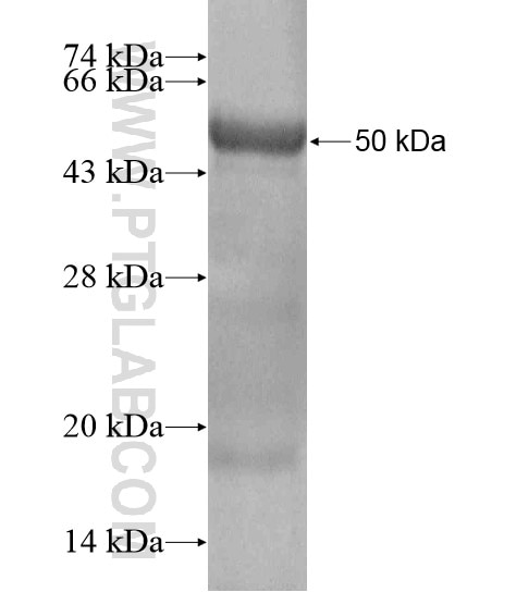 PTGFRN fusion protein Ag20203 SDS-PAGE