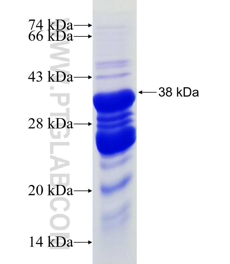 PTGIR fusion protein Ag30653 SDS-PAGE