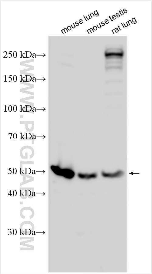 Western Blot (WB) analysis of various lysates using PTGIS Polyclonal antibody (27061-1-AP)