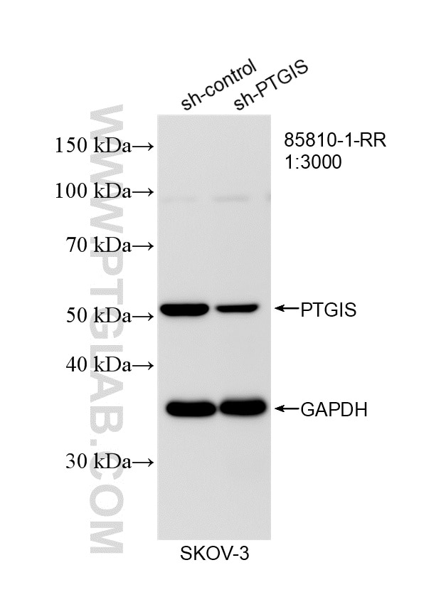 Western Blot (WB) analysis of SKOV-3 cells using PTGIS Recombinant monoclonal antibody (85810-1-RR)
