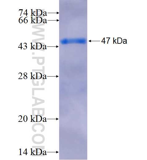 PTGIS fusion protein Ag25817 SDS-PAGE