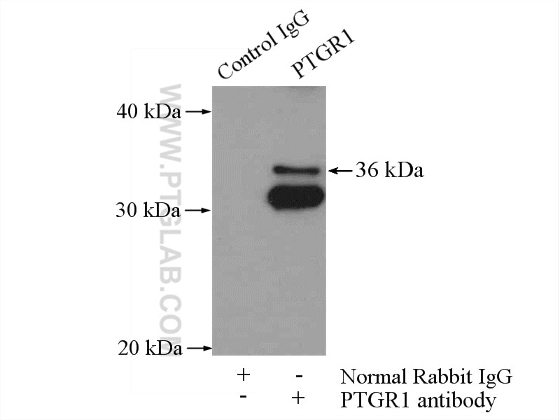 Immunoprecipitation (IP) experiment of HepG2 cells using PTGR1 Polyclonal antibody (13374-1-AP)