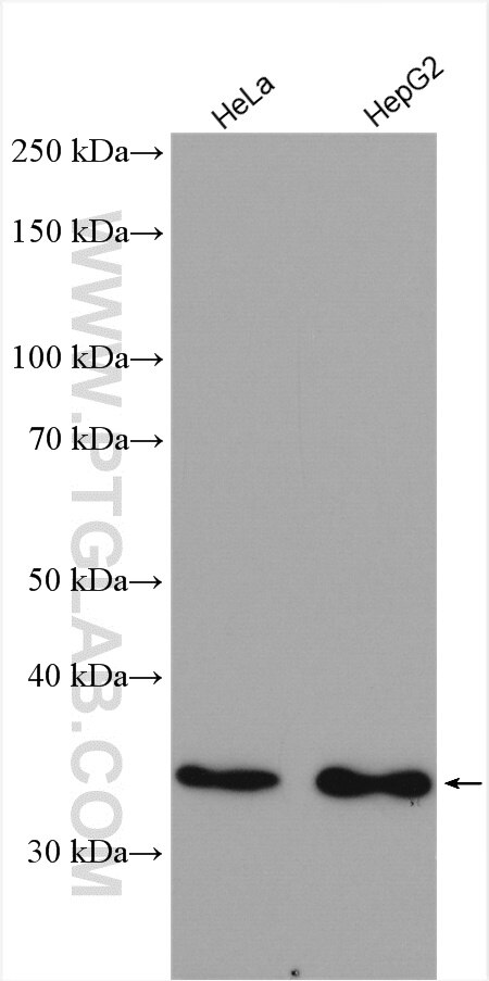 Western Blot (WB) analysis of various lysates using PTGR1 Polyclonal antibody (13374-1-AP)