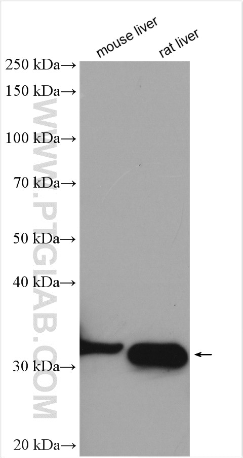 Western Blot (WB) analysis of various lysates using PTGR1 Polyclonal antibody (13374-1-AP)