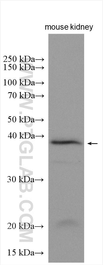 Western Blot (WB) analysis of mouse kidney tissue using PTGR2 Polyclonal antibody (14164-1-AP)