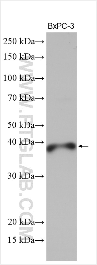 Western Blot (WB) analysis of BxPC-3 cells using PTGR2 Polyclonal antibody (14164-1-AP)