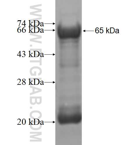 PTGR2 fusion protein Ag5352 SDS-PAGE