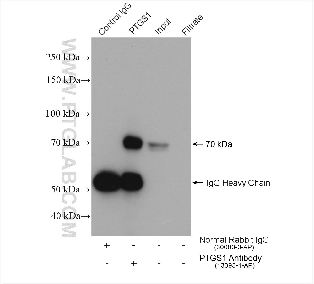 Immunoprecipitation (IP) experiment of HeLa cells using COX-1/Cyclooxygenase-1 Polyclonal antibody (13393-1-AP)