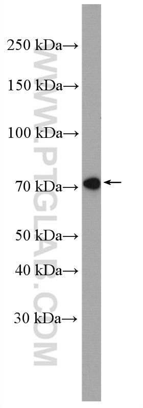Western Blot (WB) analysis of C2C12 cells using COX-1/Cyclooxygenase-1 Polyclonal antibody (13393-1-AP)