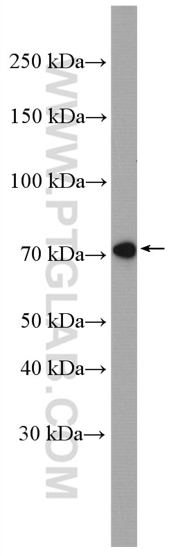 WB analysis of C2C12 using 13393-1-AP