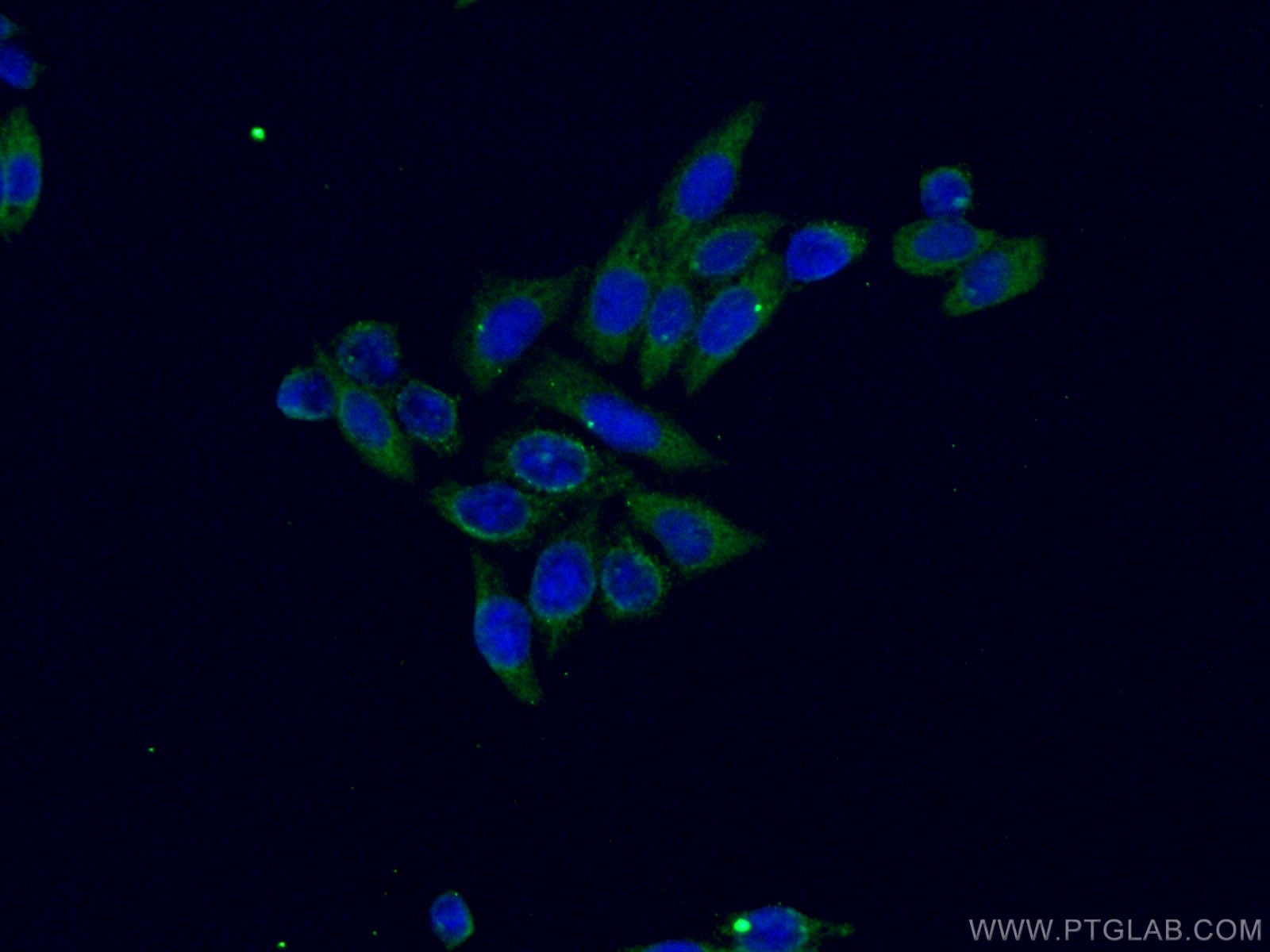 Immunofluorescence (IF) / fluorescent staining of HeLa cells using PTGS1 Monoclonal antibody (67346-1-Ig)