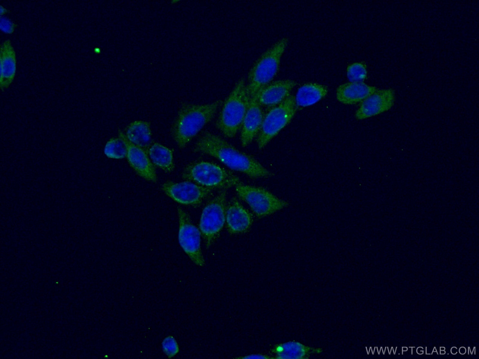 IF Staining of HeLa using 67346-1-Ig