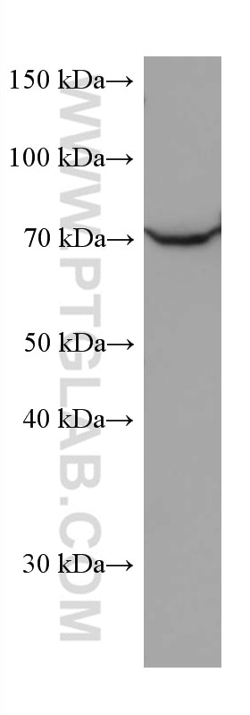 WB analysis of K-562 using 67346-1-Ig