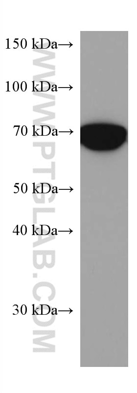 Western Blot (WB) analysis of L02 cells using PTGS1 Monoclonal antibody (67346-1-Ig)