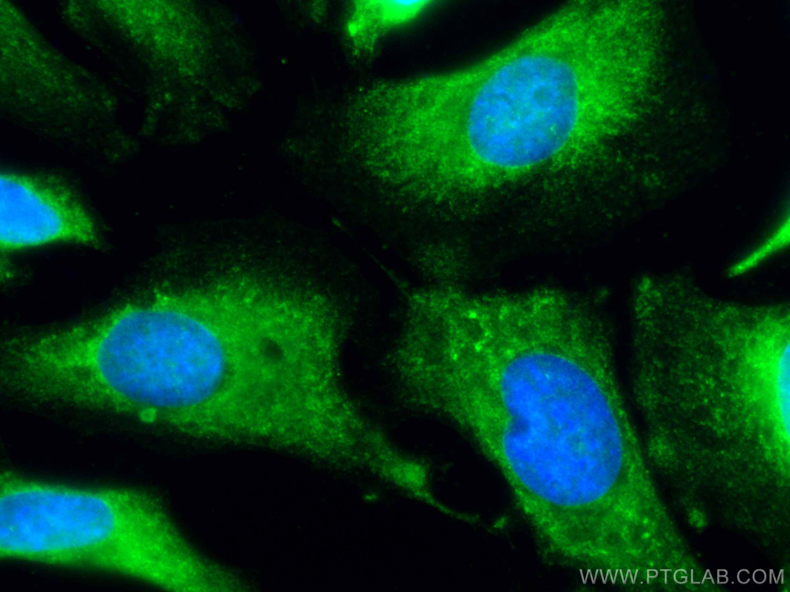 Immunofluorescence (IF) / fluorescent staining of HeLa cells using CoraLite® Plus 488-conjugated PTGS1 Monoclonal ant (CL488-67346)