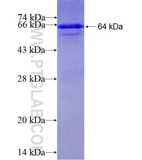 PTGS1 fusion protein Ag4055 SDS-PAGE