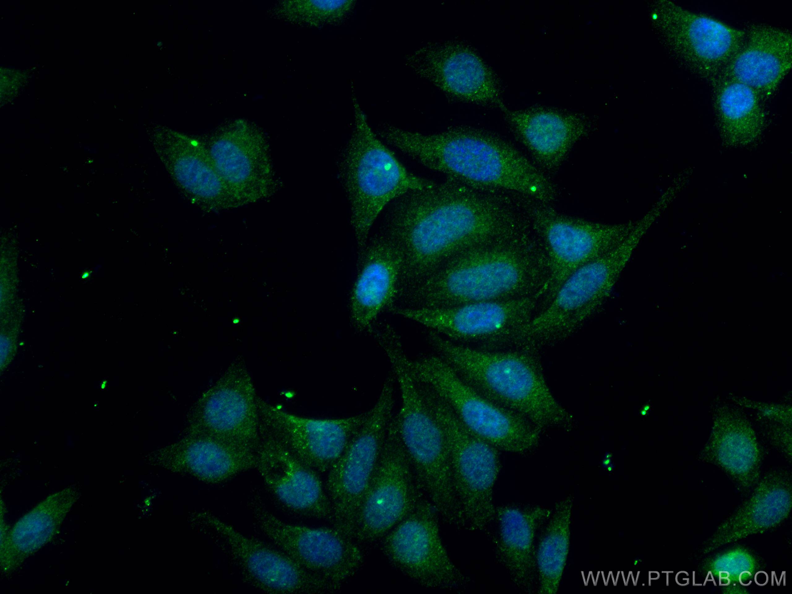 IF Staining of HepG2 using 12375-1-AP