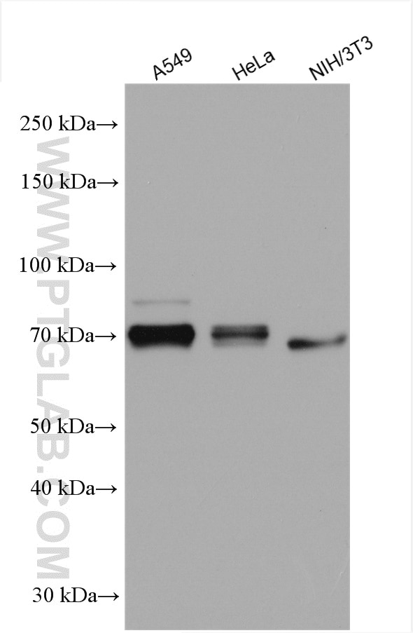 Western Blot (WB) analysis of various lysates using COX2/ Cyclooxygenase 2/ PTGS2 Polyclonal antibody (12375-1-AP)